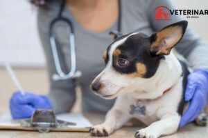 mejores veterinarias en Región de La Araucanía Chile