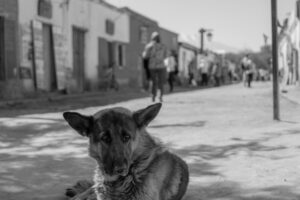 ATACAMA PETS