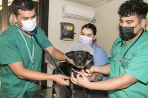 Centro Médico Veterinario de Valparaíso