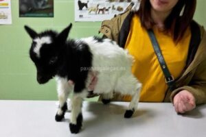 Centro Veterinario Estación Animal