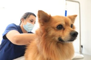 Centro Veterinario Rancho Pets