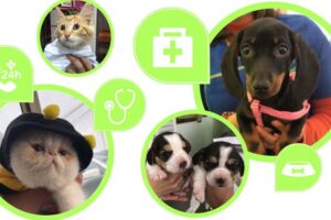 Centro Veterinario Royal Pets