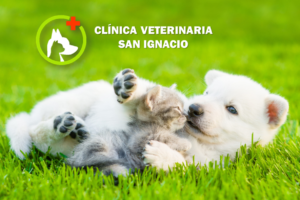 Centro Veterinario San Ignacio