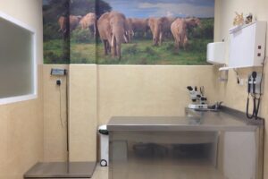 Clínica Artemisa: Veterinaria 24 horas y Peluqueria Canina