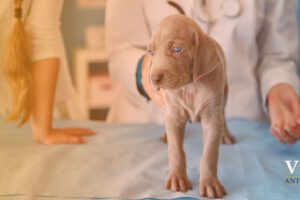 Clínica Veterinaria Antakari La Serena