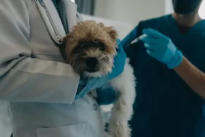 Clínica veterinaria Dallas