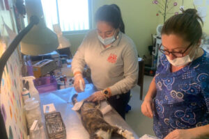 Clinica veterinaria Elqui