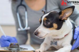 mejores veterinarias en Región de Atacama Chile