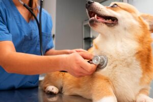 mejores veterinarias en Región de Valparaíso Chile