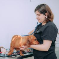 mejores veterinarias en Región del Biobío Chile