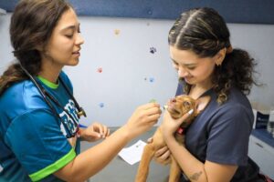 Veterinaria David y sus amigos