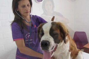 Veterinaria Patricio Roco Argandona y Compañía