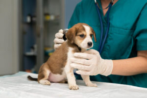 ZONA ANIMAL VETERINARIA