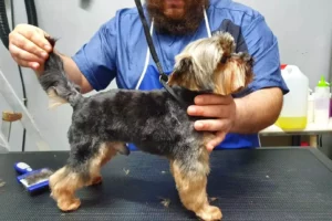 Almapet Boutique de mascotas y peluqueria canina