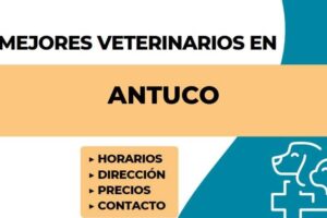 Antuco, servicios veterinarios