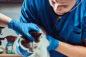 Centro Medico Veterinario Maquehue