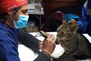 Centro Veterinario PiukeVet