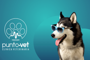 Centro Veterinario PuntoVet
