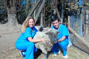 Clan Animal Veterinaria