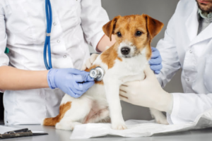 Clinica veterinaria Aconcagua