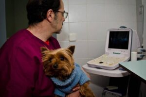 Clínica Veterinaria Amanecer