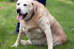 Clínica Veterinaria Arca de Jafet
