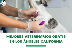 Clinica Veterinaria Cuatro Patas, Veterinaria en Los Ángeles.