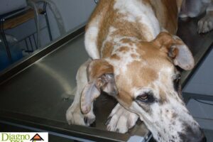 CLINICA VETERINARIA DIAGNOPET MELIPILLA