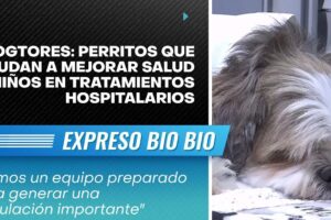 Clínica Veterinaria DogTores