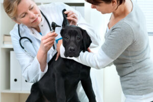 Clinica Veterinaria Helpvet