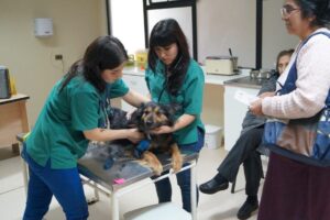 Clínica Veterinaria Petrohue