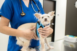 Clinica Veterinaria Salud Mascotas