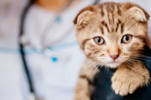 Clinica Veterinaria Vanguardia Animal