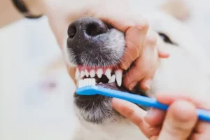 Clinica Veterinaria Zoonavet