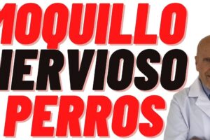 Clinica y Farmacia Veterinaria Angel Guardian