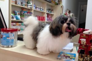 Consulta Veterinaria Chucao’s Petshop