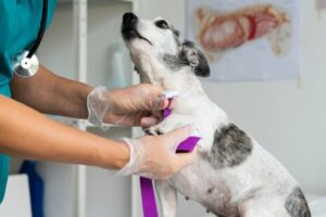 Consultorio y farmacia Veterinaria Micha