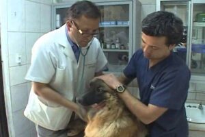 Farmacia Veterinaria Don Agustin
