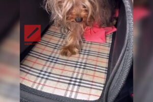 Happytail Centro Veterinario