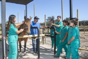 Hospital Clínico Veterinario Melipilla
