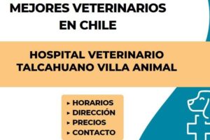 Hospital Veterinario Talcahuano Villa Animal