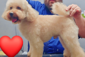 Peluquería Canina Patitas de Amor