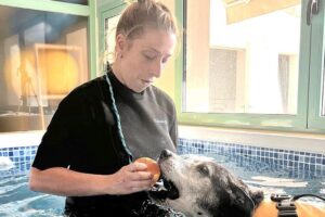 Servicios Veterinarios, Andal SpA.