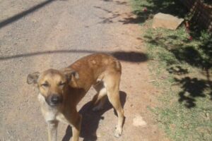 Todo Mascotas Villarrica