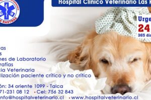 Veterinaria 24 HORAS en Talca