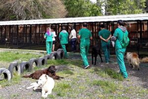 Veterinaria Alto Pucón