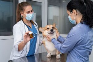 Veterinaria Amigo Mascota