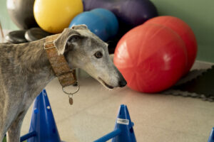 Veterinaria Dharma Vet