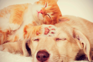 Veterinaria La Granjita