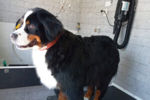 Veterinaria Matilda & MovilPet